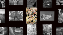 Shader Grid Two JavaScript Plugin Screenshot 3